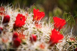 Red_Cactus_Blossom