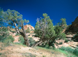 Zion_Wild_Tree