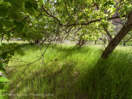 Green_Shadow