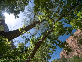 Sun_Through_Leaves