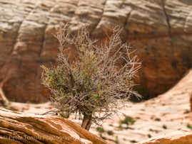 Tree_in_Rocks