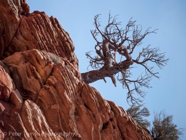 Tree_on_Steep_Wall