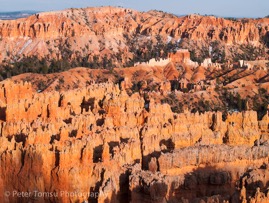 Orange_Needles