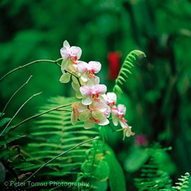 Hawaii_Beauty
