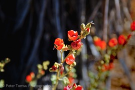 Orange_Blossom