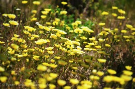 Yellow_Spring