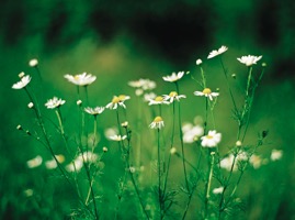 Chamomile