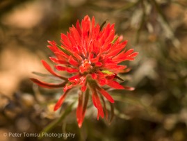 Red_Beauty