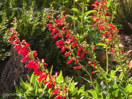 Red_Cascades