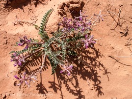Purple_on_Stone